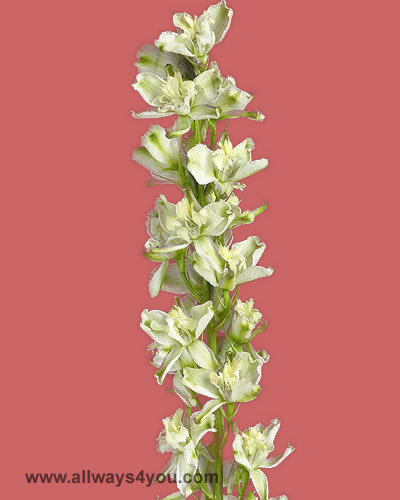 Delphinium Trick White Flowers